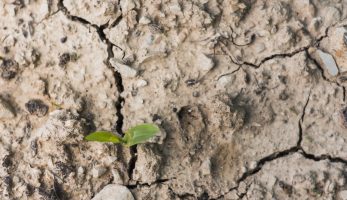 Sustentabilidade é chave para combater a pobreza extrema